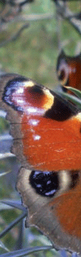 papellona-1